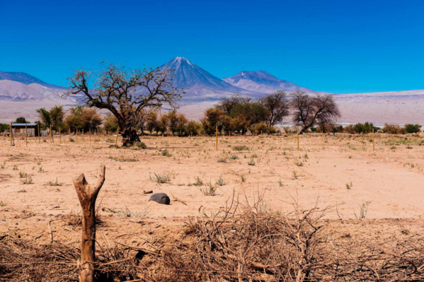 © Pascale Sury © Pascale Sury